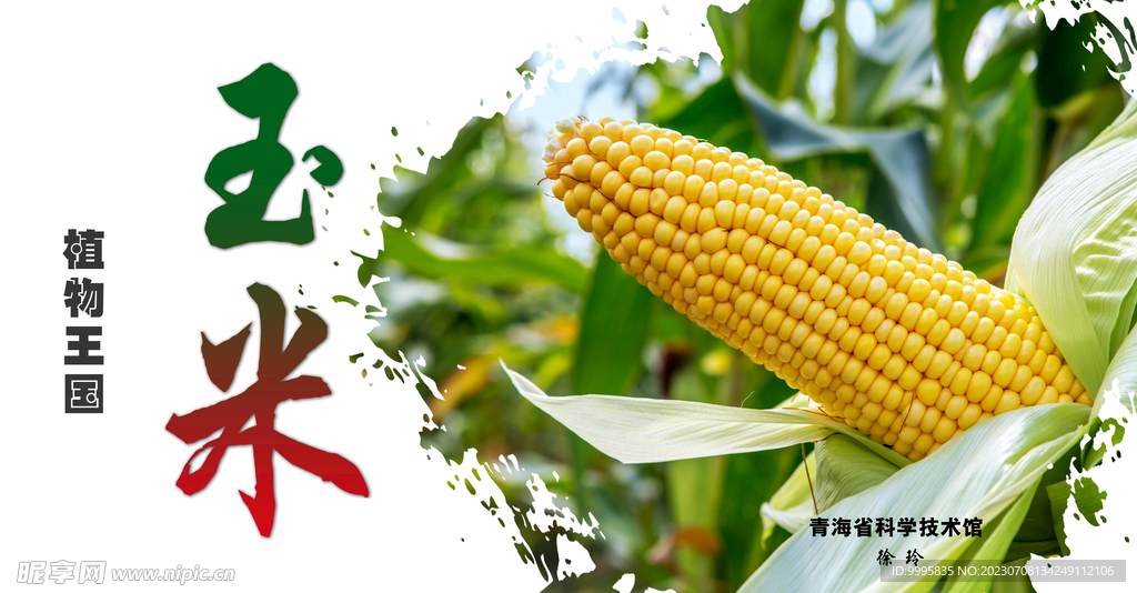植物王国-玉米