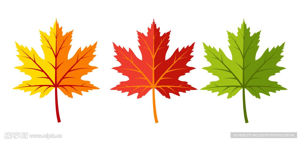 枫叶插画