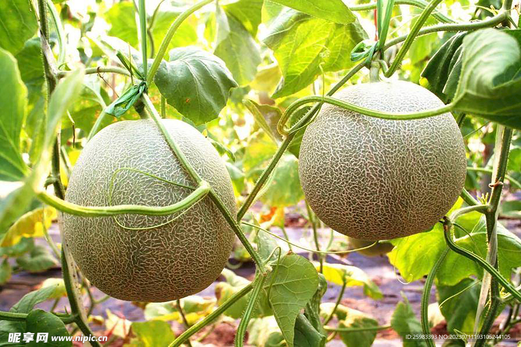 哈密瓜栽培