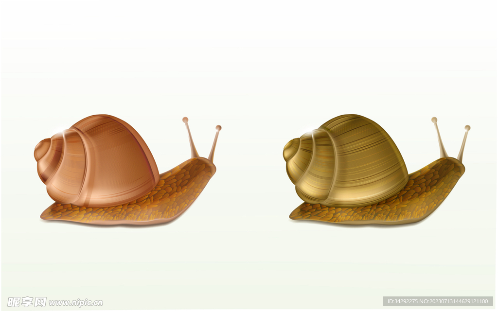 蜗牛插画