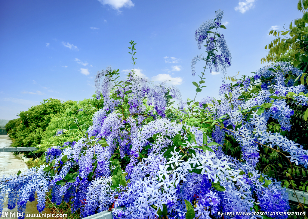 香草地紫藤花