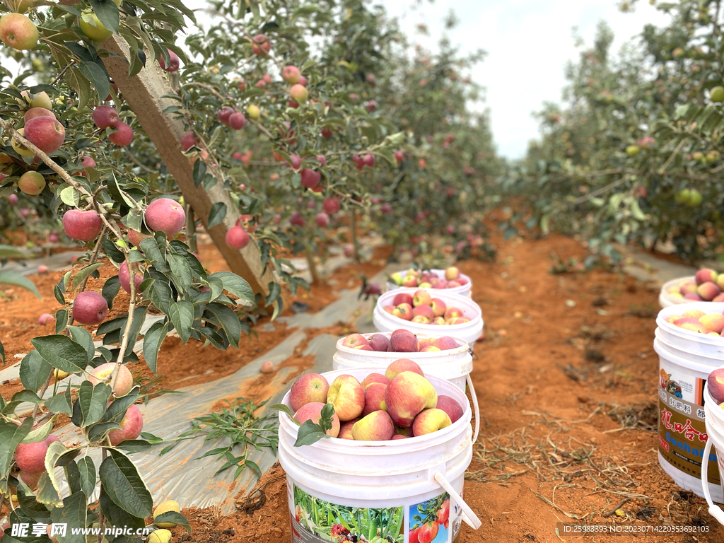 糖心苹果采摘