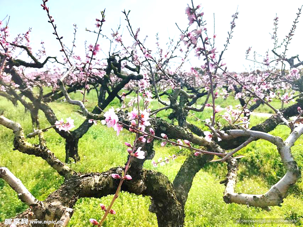 水蜜桃花开