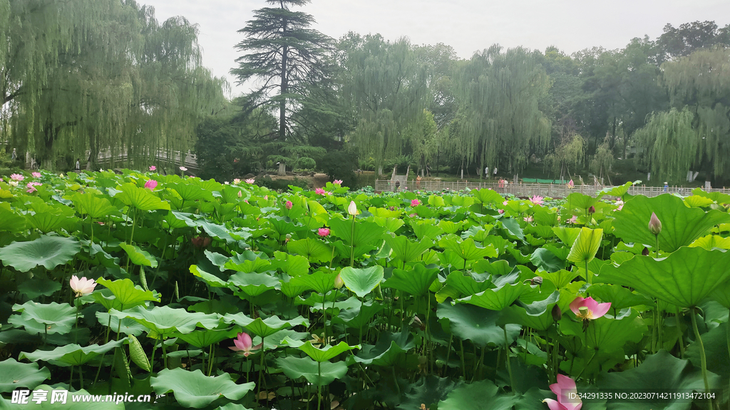 映日荷花别样红