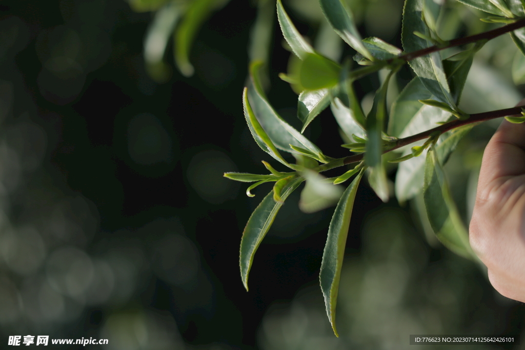 茶树 新芽