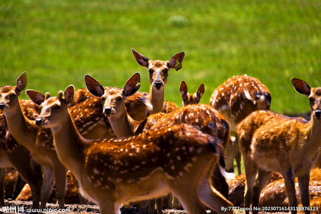 鹿群图片