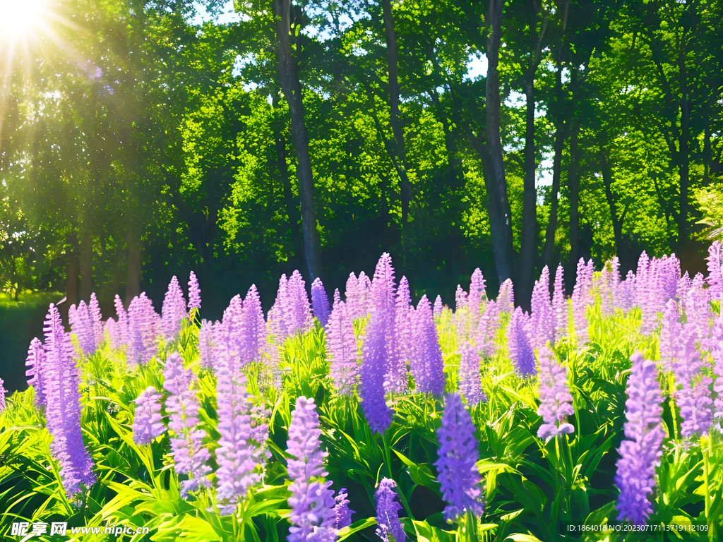 高清摄影森林薰衣草