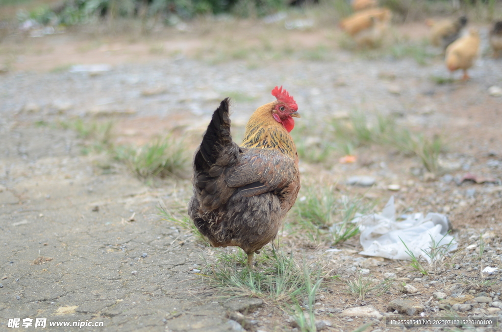 散养鸡