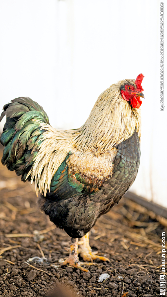 公鸡