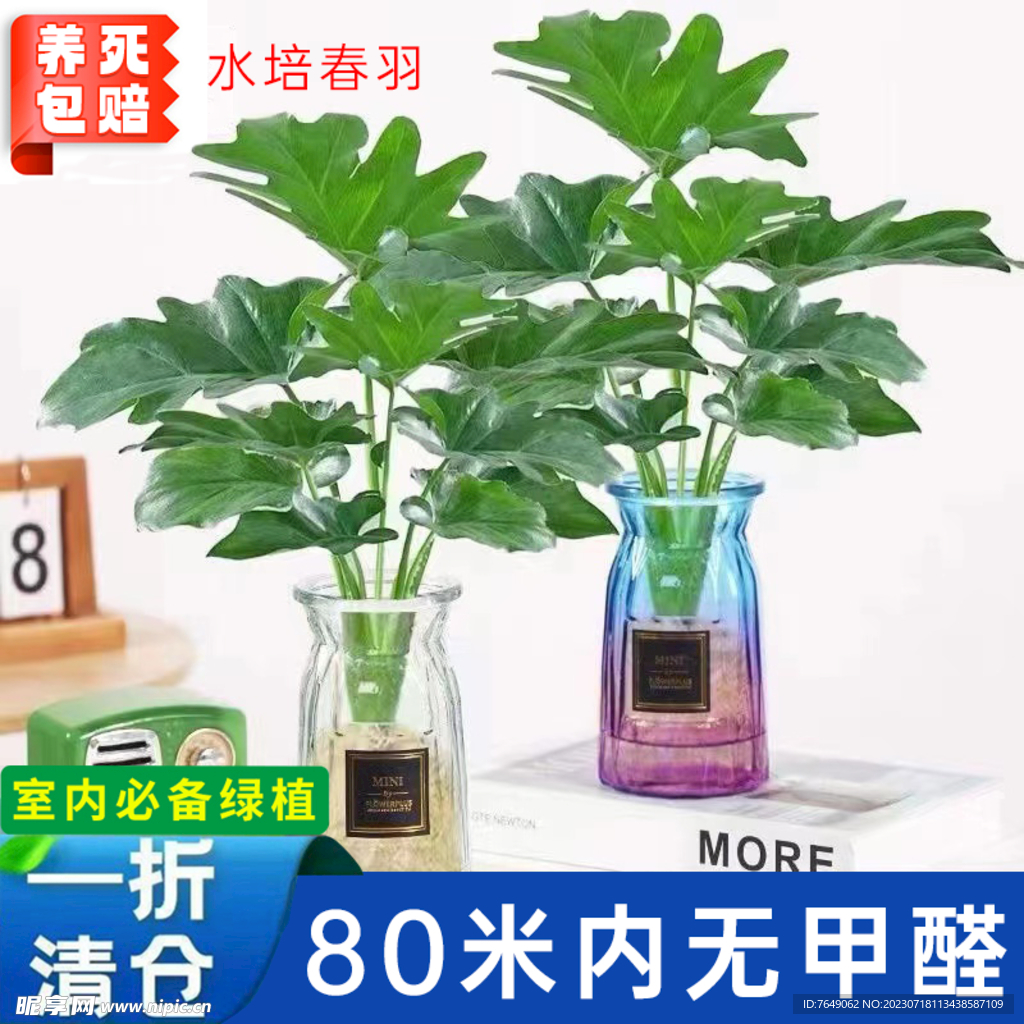 水培春羽电商图