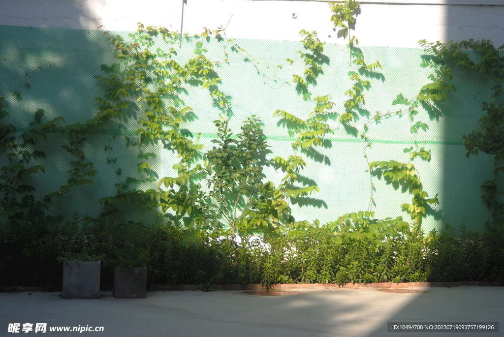 三角梅绿化带植物攀墙爬山虎