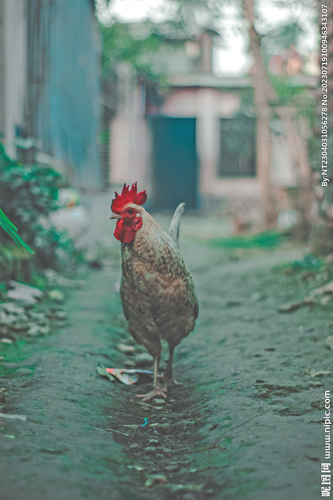 公鸡 