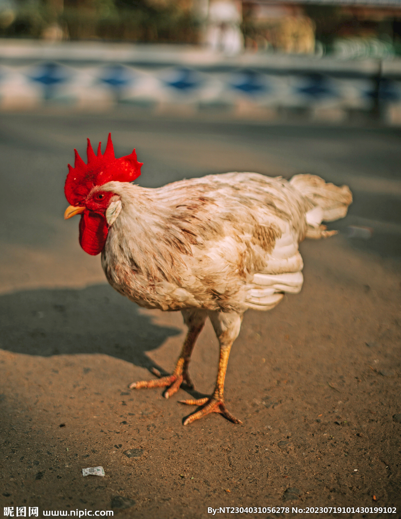 大公鸡 