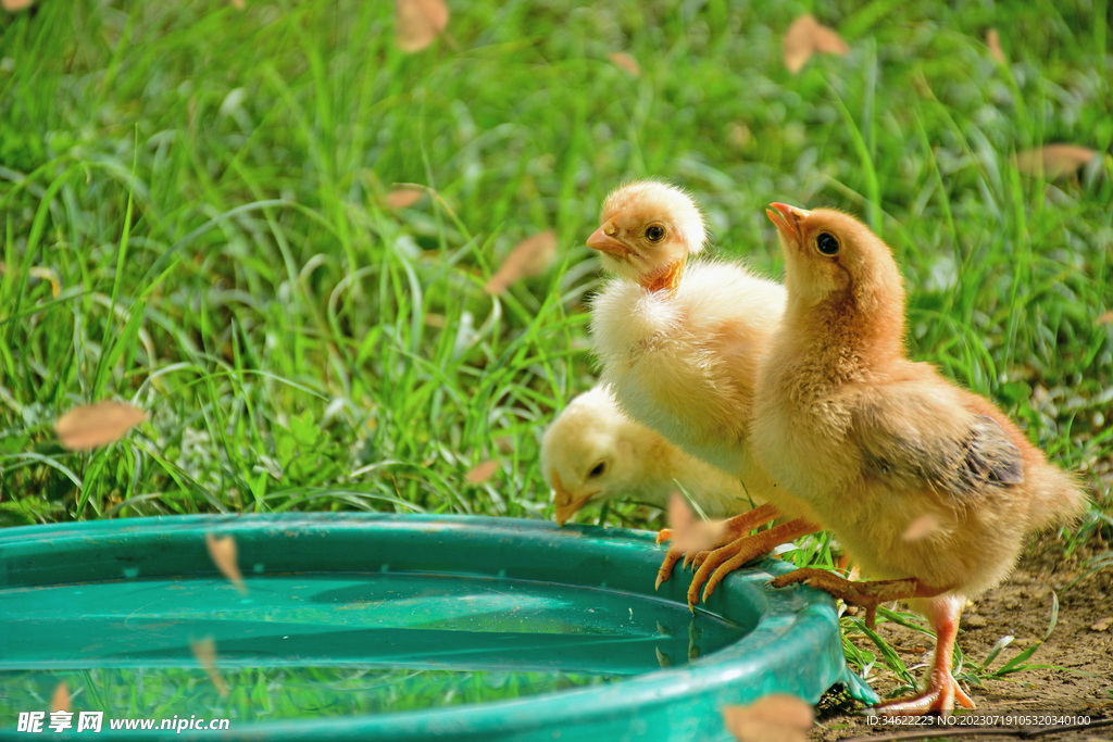 小鸡喝水