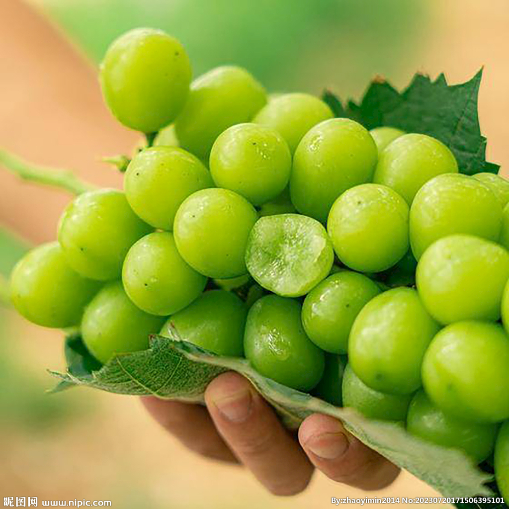 青葡萄