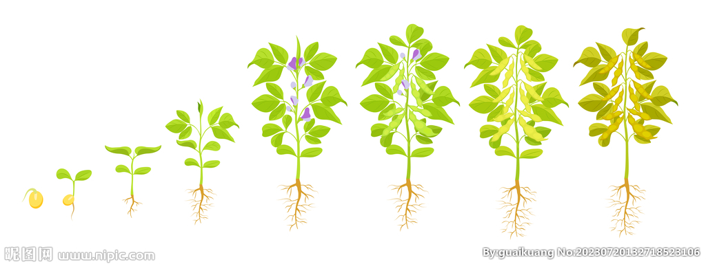 大豆的生长过程