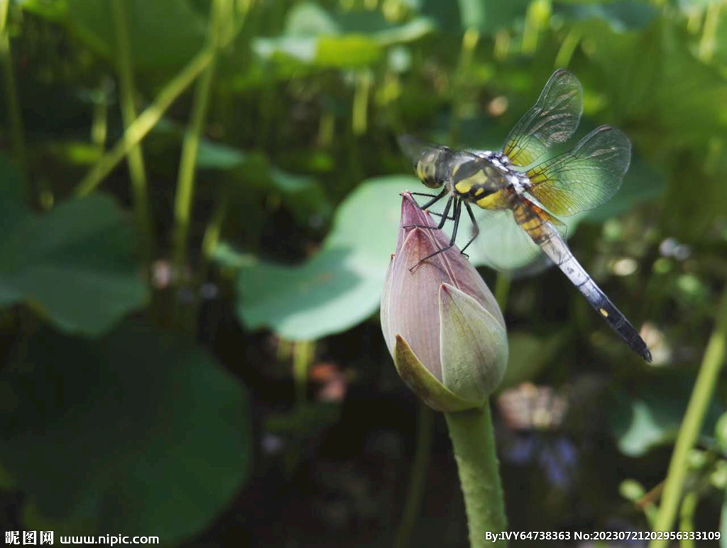 蜻蜓与小荷