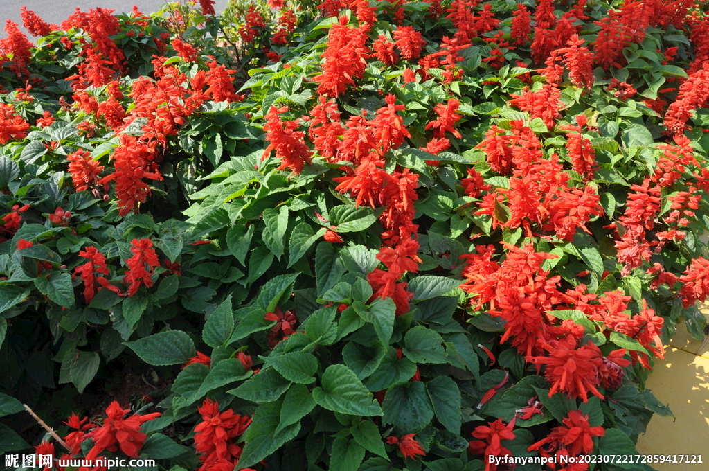 城市绿化一串红