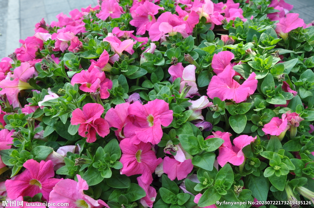 矮牵牛花绿化带