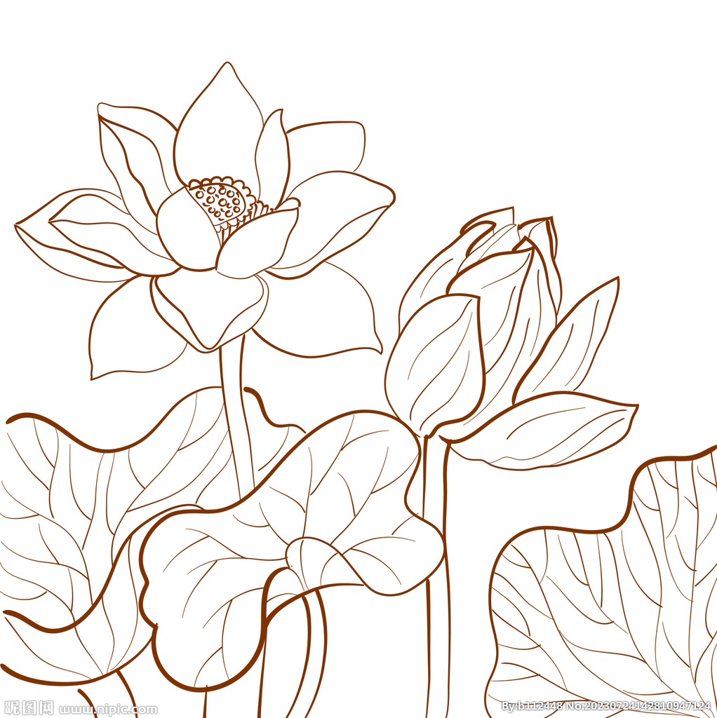 线条荷花