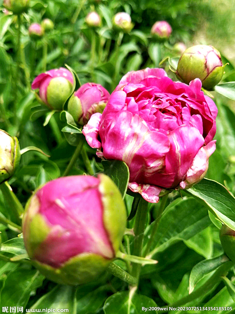 芍药花开