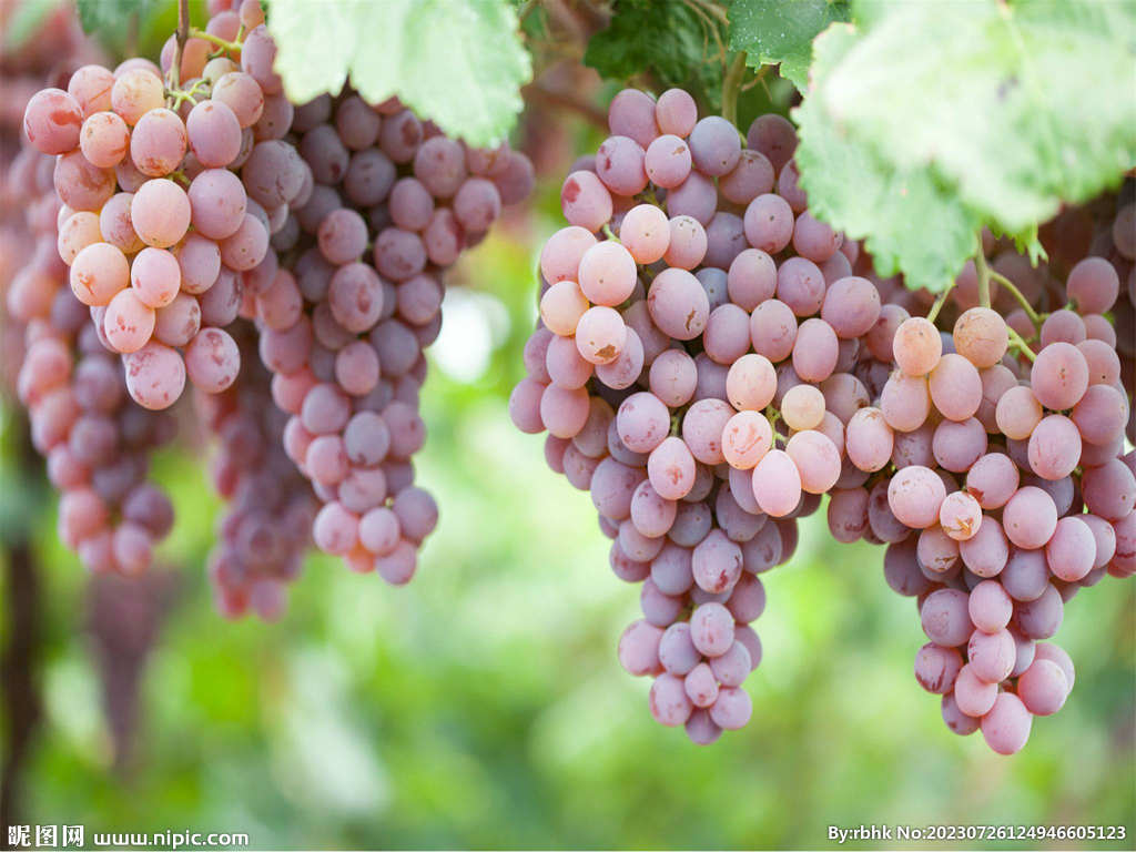 葡萄高清图