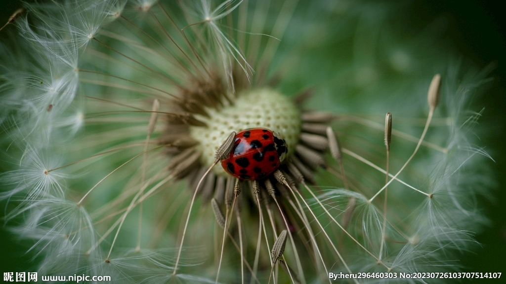 蒲公英 +瓢虫