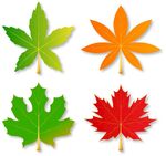 四种枫叶
