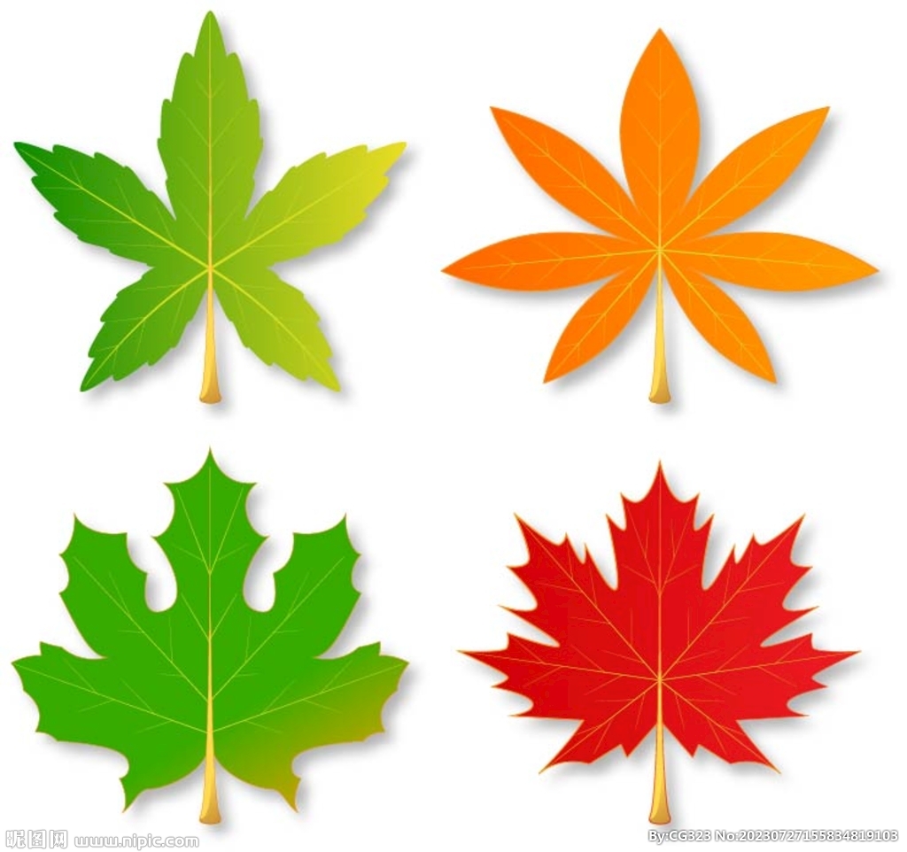 四种枫叶
