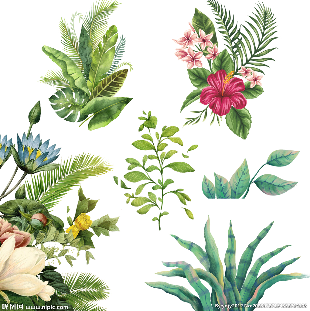 绿色植物 热带植物 花卉 叶子