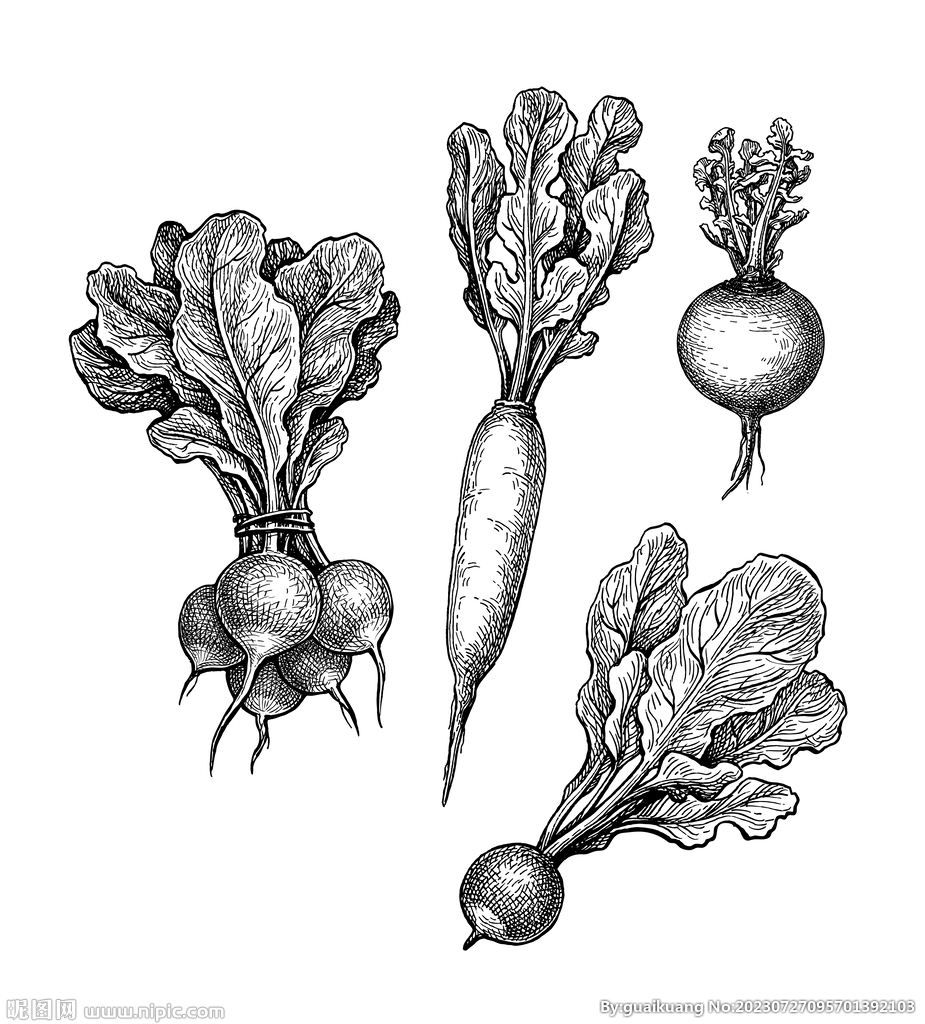 萝卜线描插画