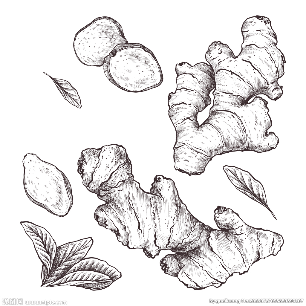 生姜线描素材