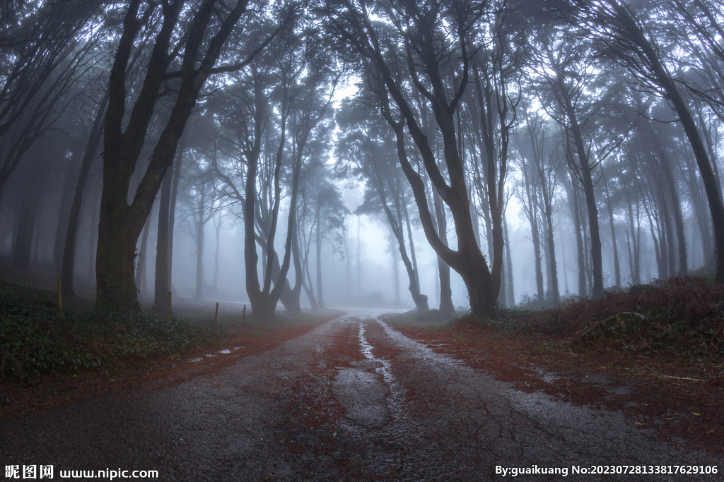 穿过森林的湿柏油路
