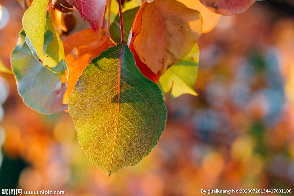 红黄相间的树叶