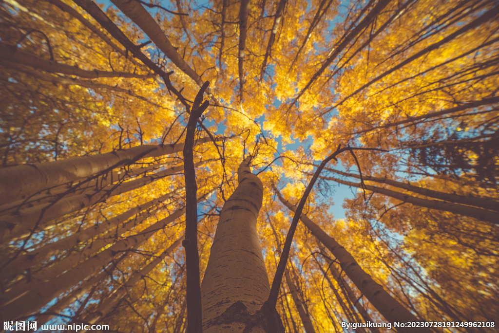 白桦树上的夕阳光