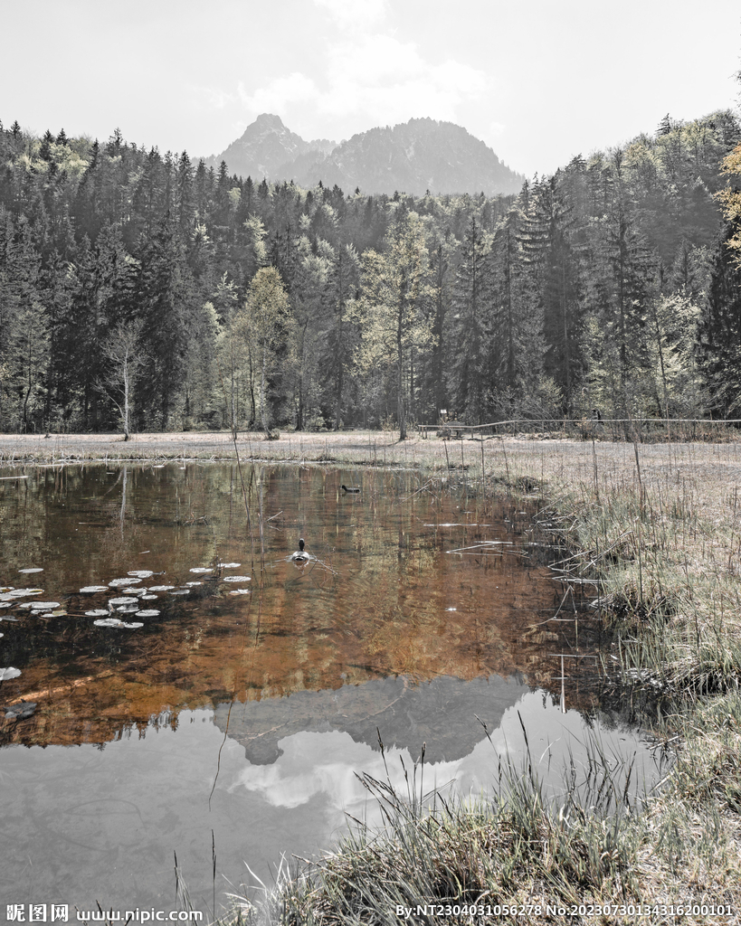鸭子 鸭 野鸭 野鸭子  麻鸭