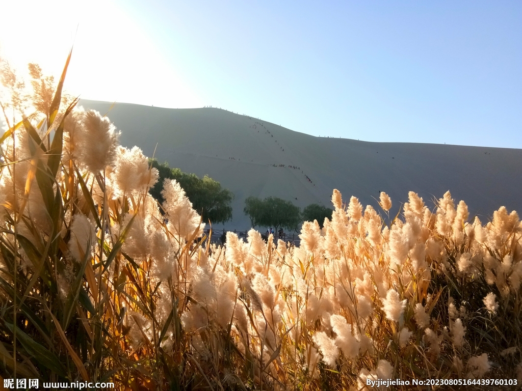 敦煌芦苇