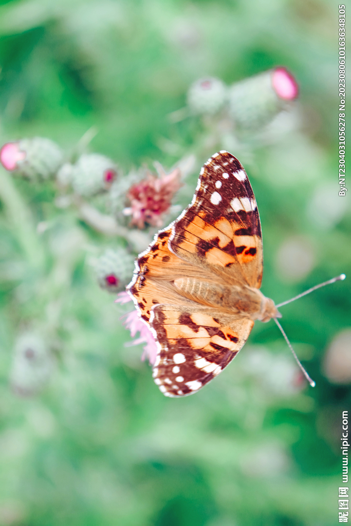 蝴蝶 