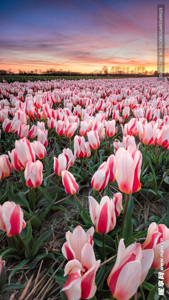 郁金香 红色 白色 绿色 天空