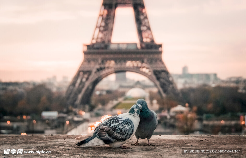 巴黎拥抱的鸽子