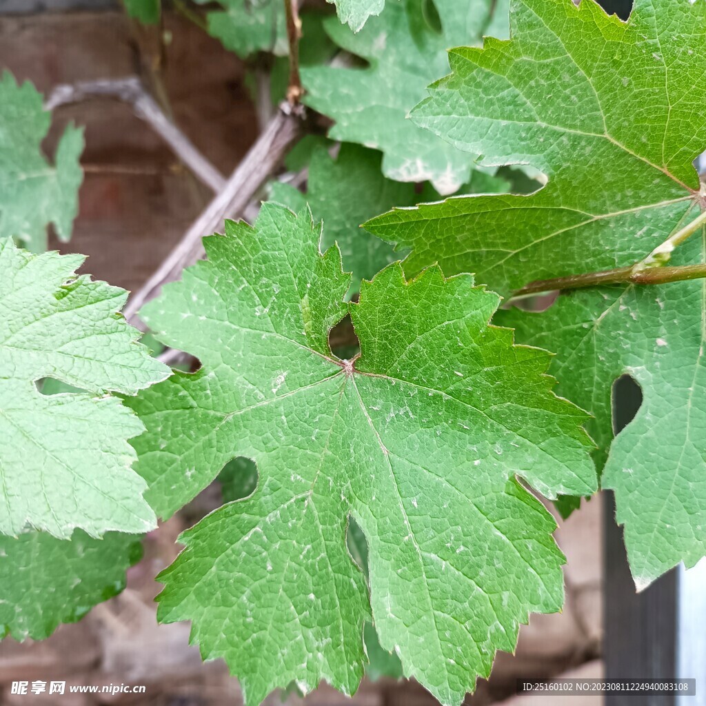 葡萄树叶