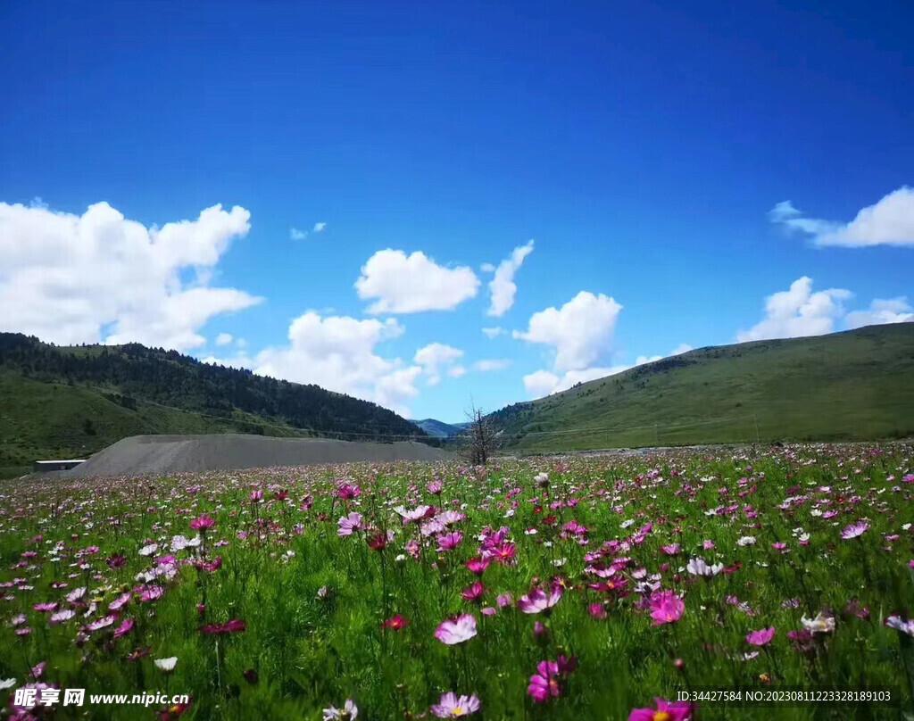 蓝天草原波斯菊