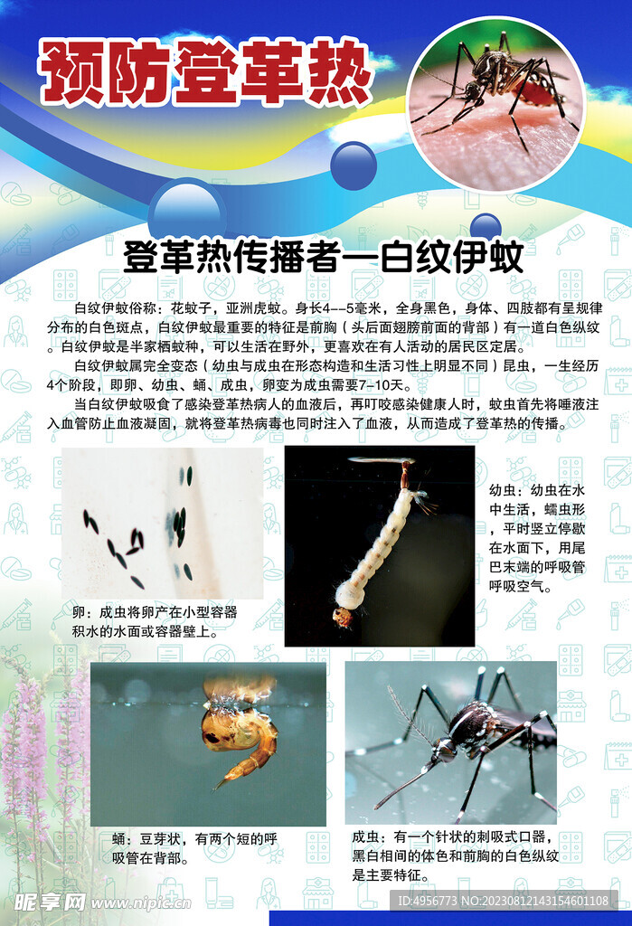 预防登革热宣传系列挂图海报