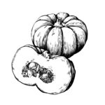 南瓜手绘