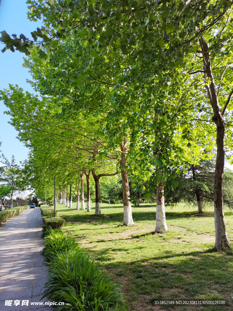 公园一排大树风景