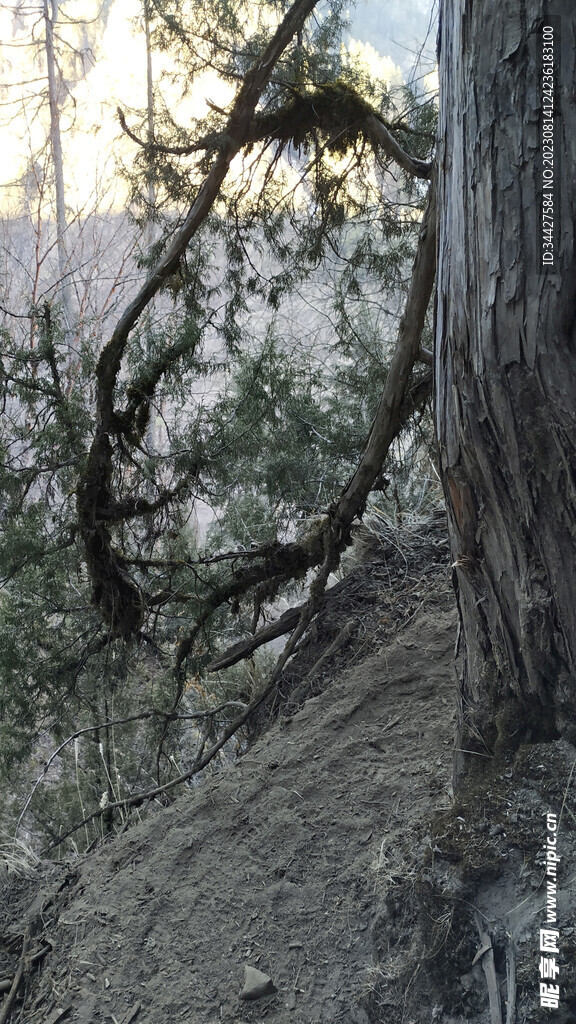 靠着树杆的山路