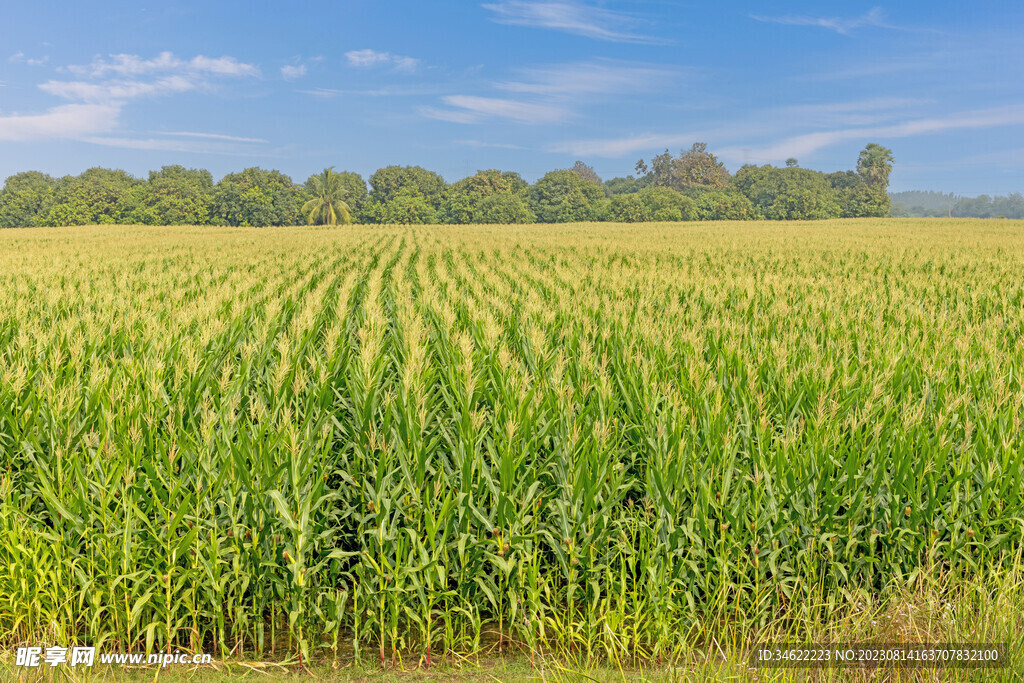 玉米地