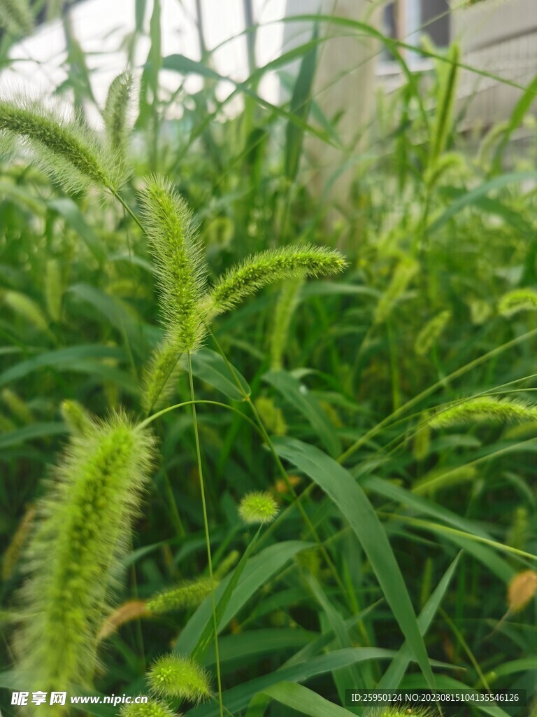  狗尾草