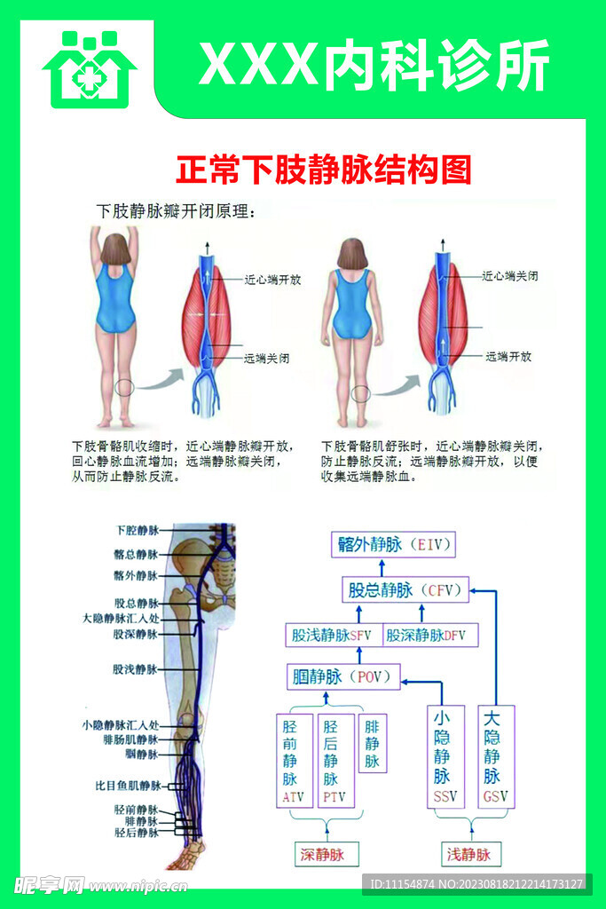 正常下肢静脉结构图