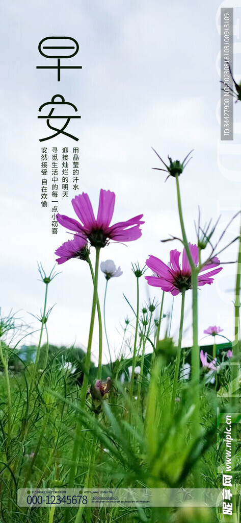 早安粉花摄影海报